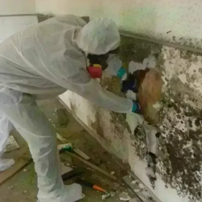 Mold Remediation and Removal in Osborne, KS